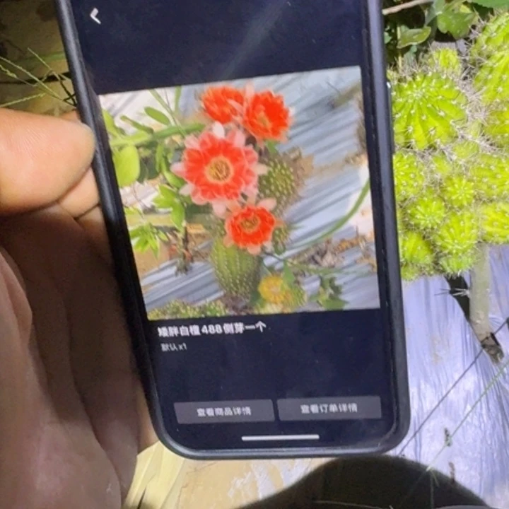 矮胖白檀488群生920