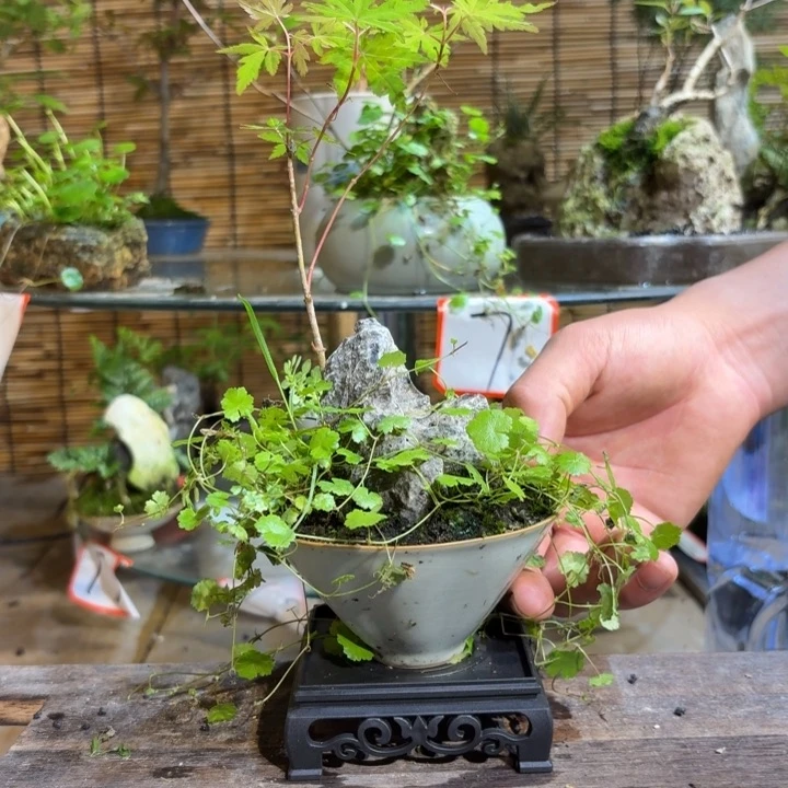 无花朵泰***网退款拉黑 一物一拍124