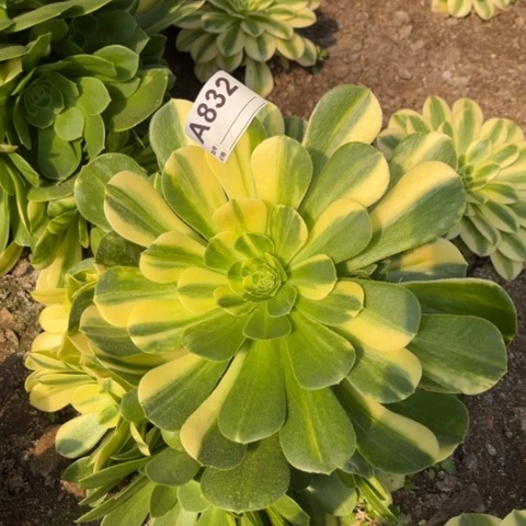 多肉植物五彩琉璃