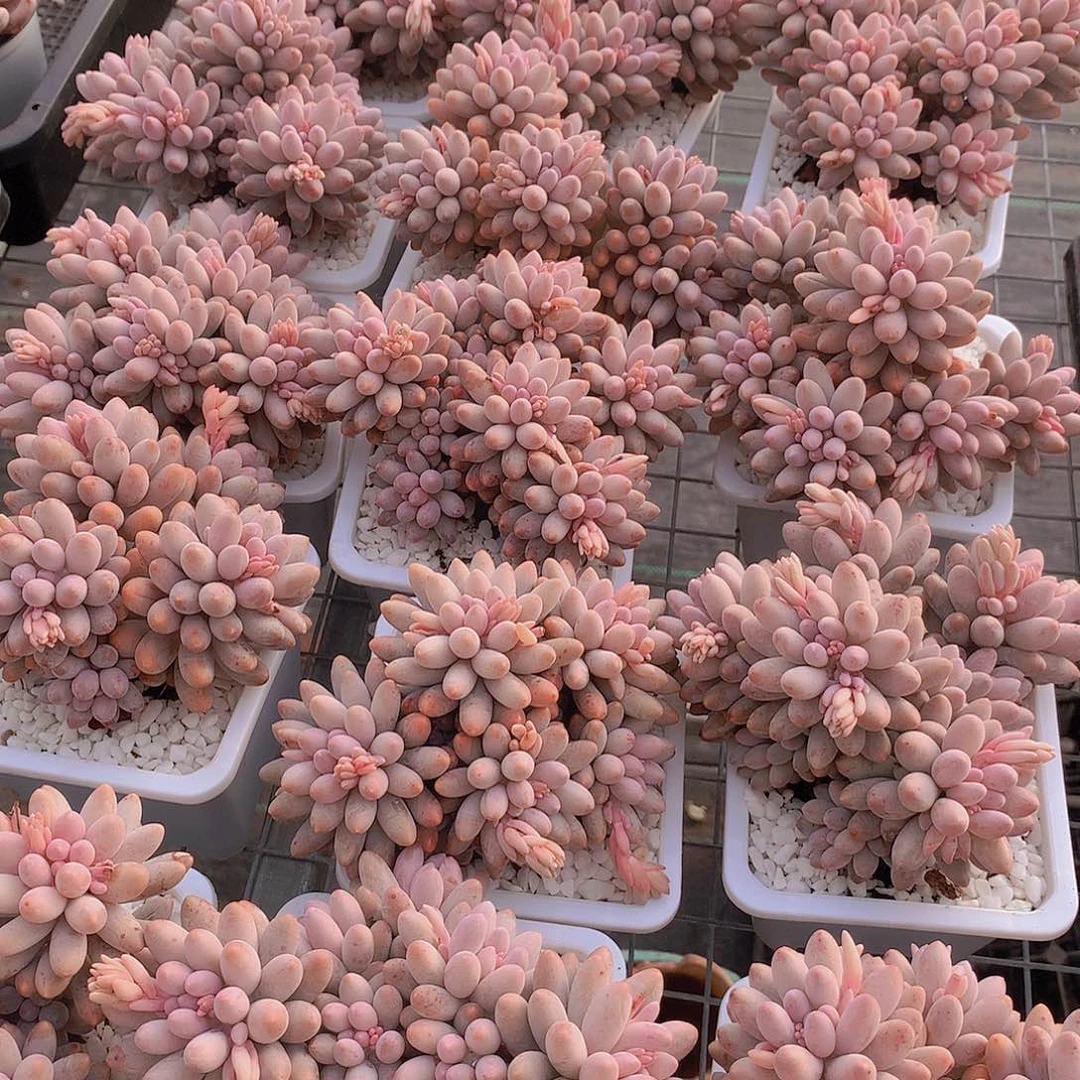 婴儿手指23567789000000