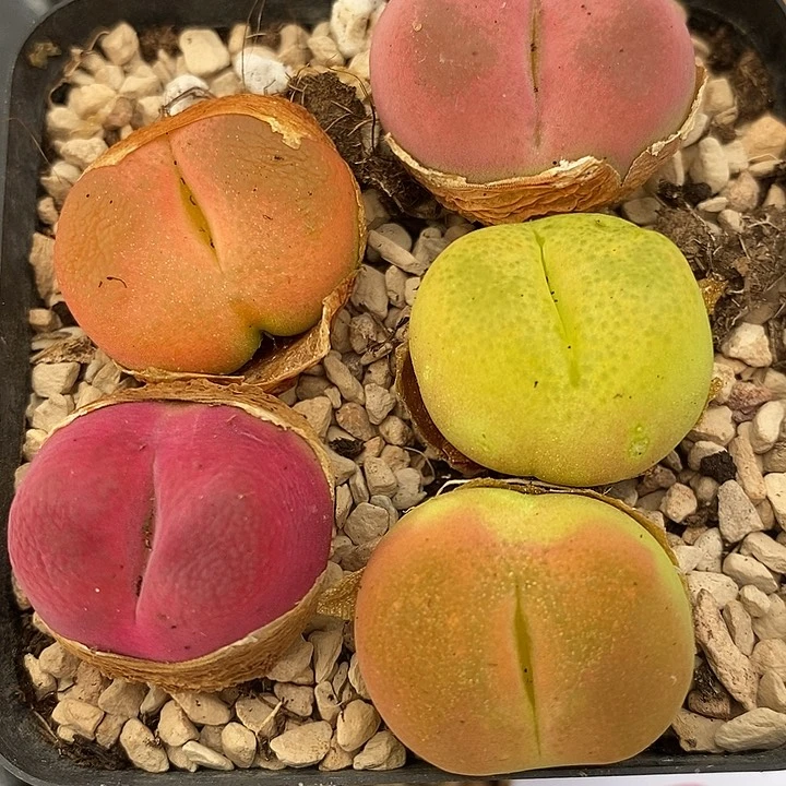 2842一组彩虹蟠桃