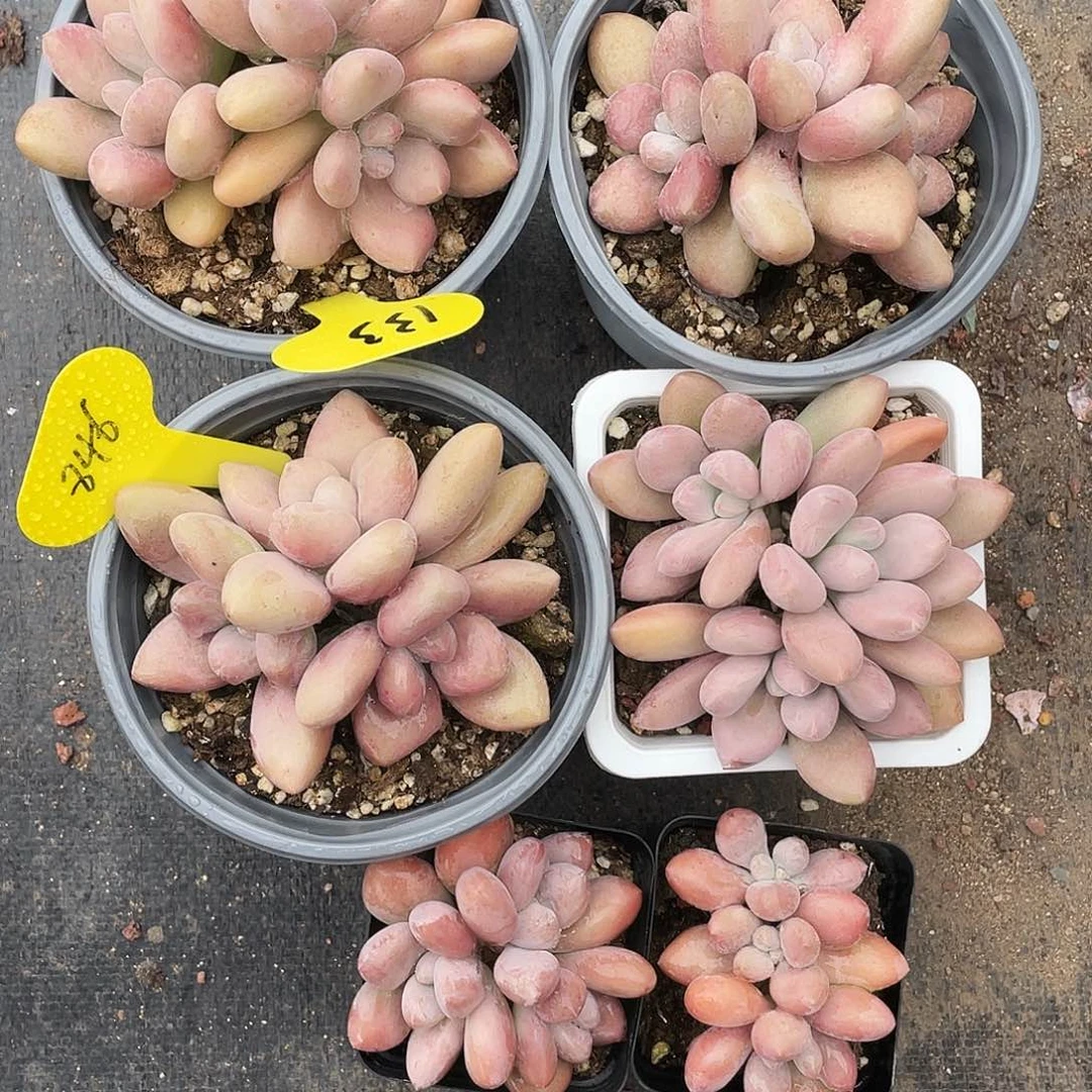 阿***虫夏娃六个一组发货133