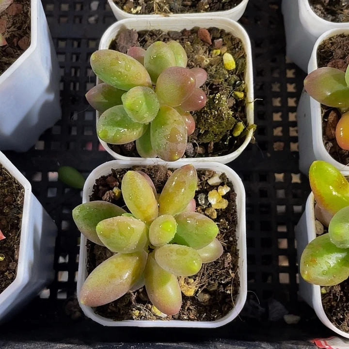 双头芒果奶带盆土发