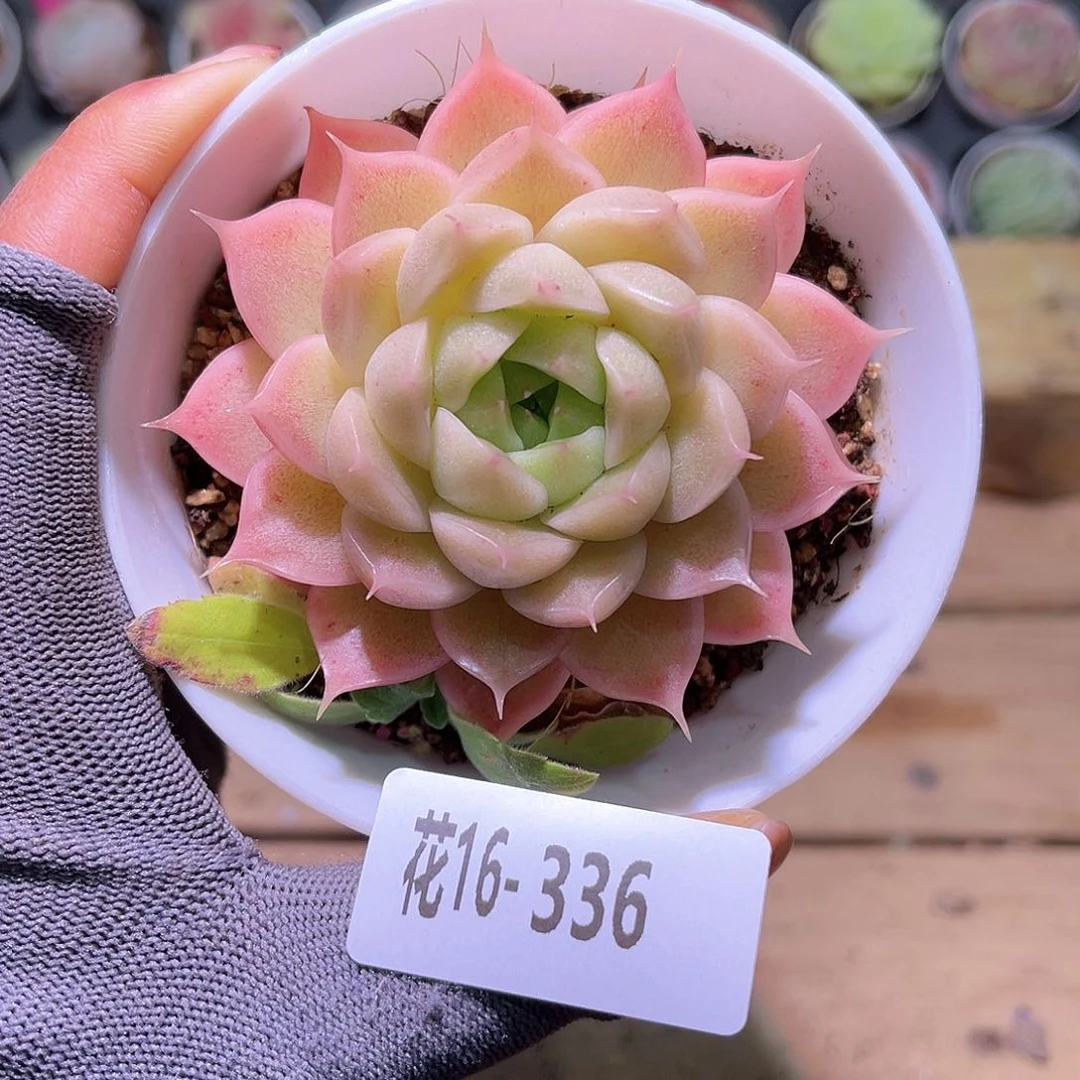 花19-336麦秆单头