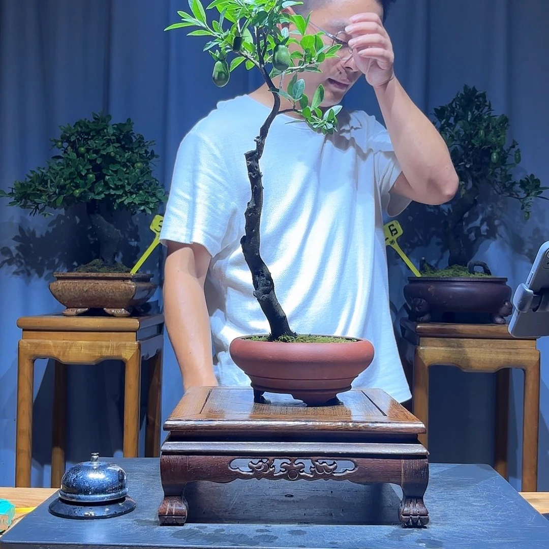 云***）无花朵金弹子是真的好看