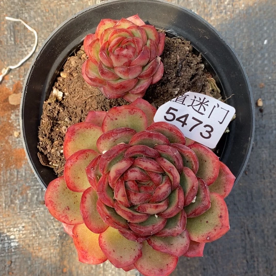 不****调不包整散掉头5473~8厘米~散特