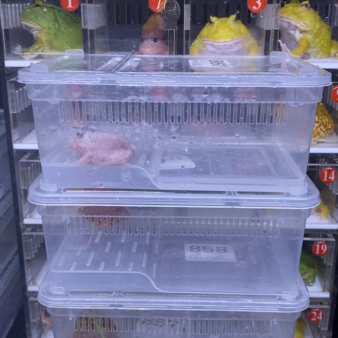 角蛙恭喜发财大吉大利