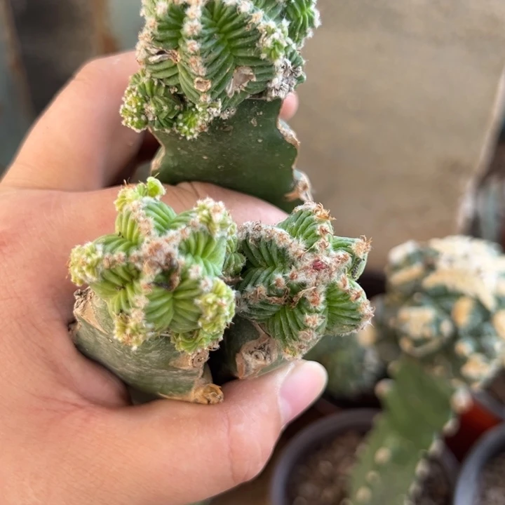 那****美花笼三个仙人球43-44-45