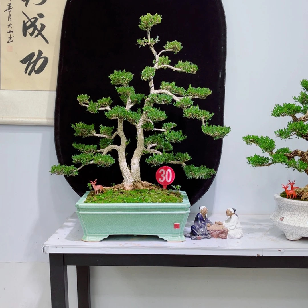 以实际为准精品黄杨老桩