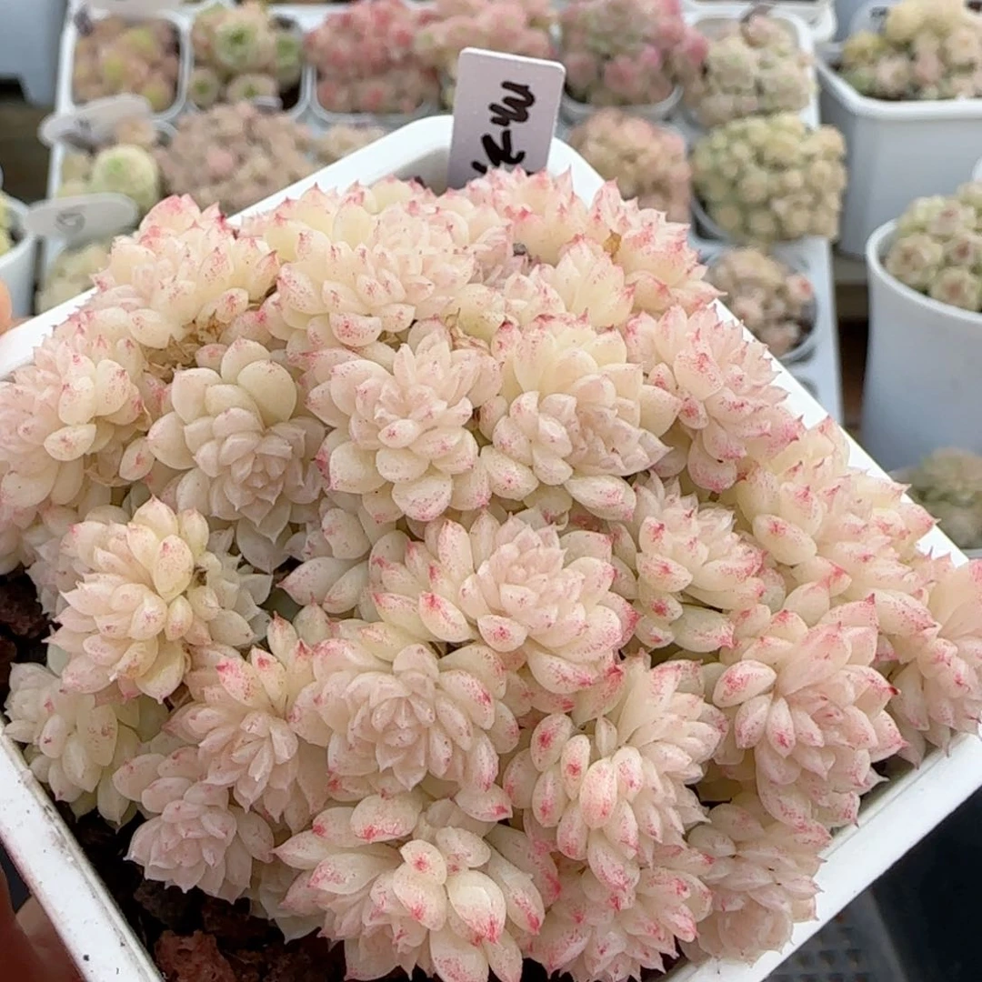 【闪购商品】0218-7（m1-290-1）