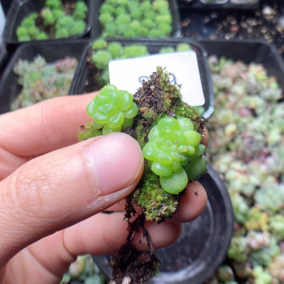无花朵S9英语英语英语英语天天英语