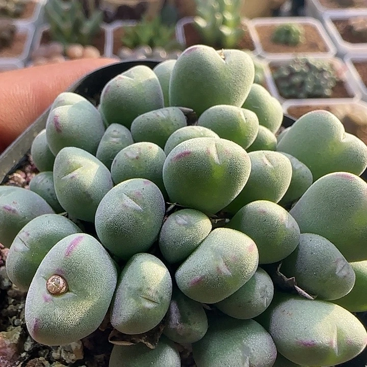 开播福利来啦。   302