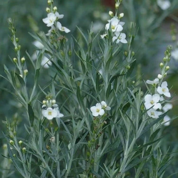 柳叶星河盆栽花苗多年生庭院观花常绿银叶耐寒耐热植物多季节开花