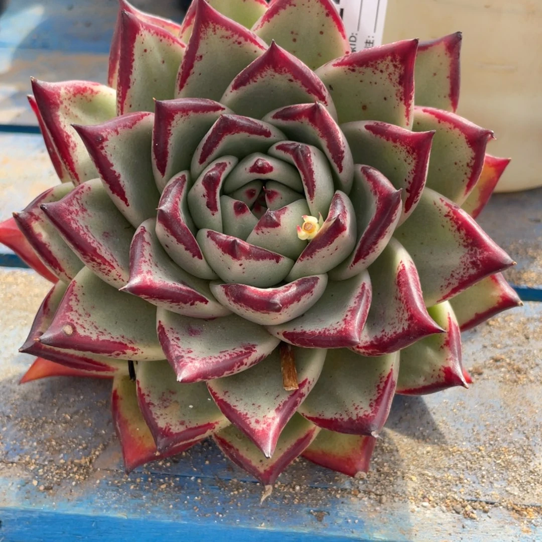 无花朵若茹东云单拍B244