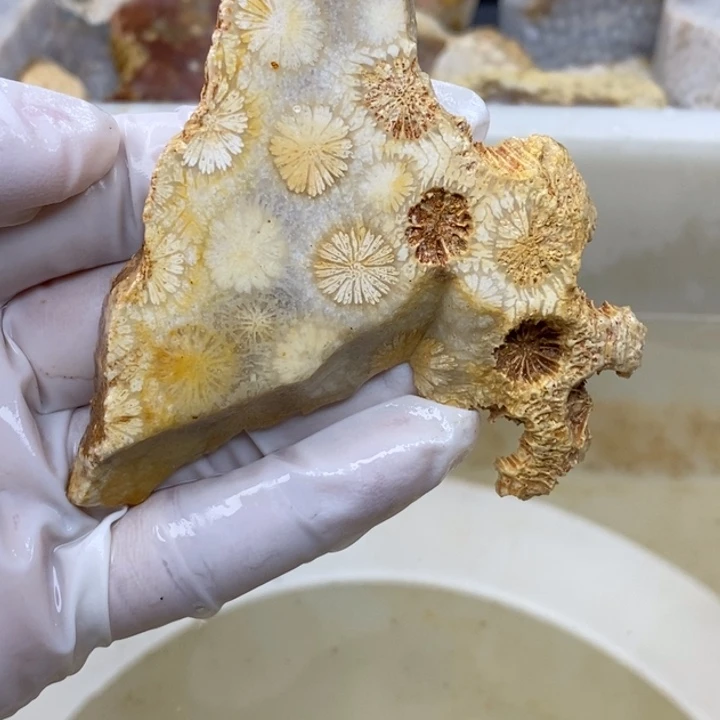 【闪购商品】未镶嵌珊瑚玉硅化玉