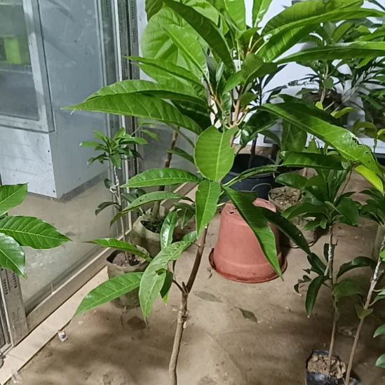 螺丝果一物一拍原盆原土发货