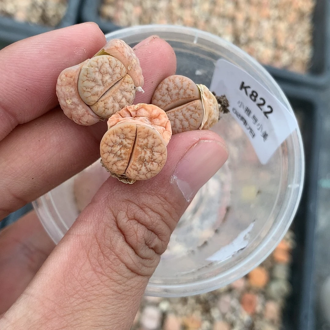 K822多肉植物保护