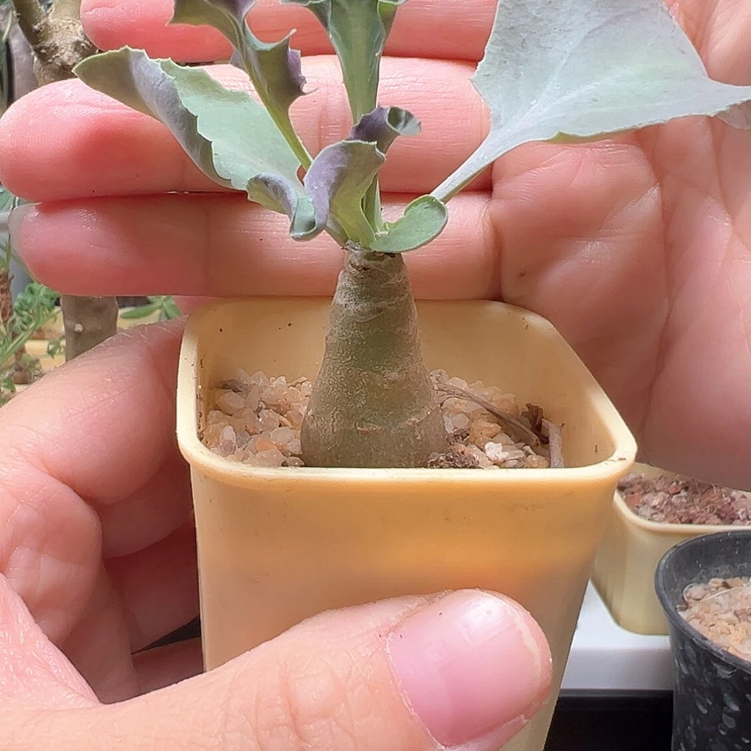 葡萄厚敦菊带盆包邮