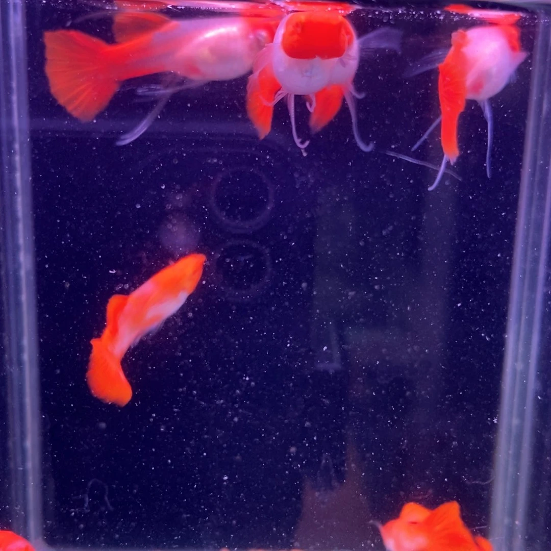 孔雀鱼红头飘c4对