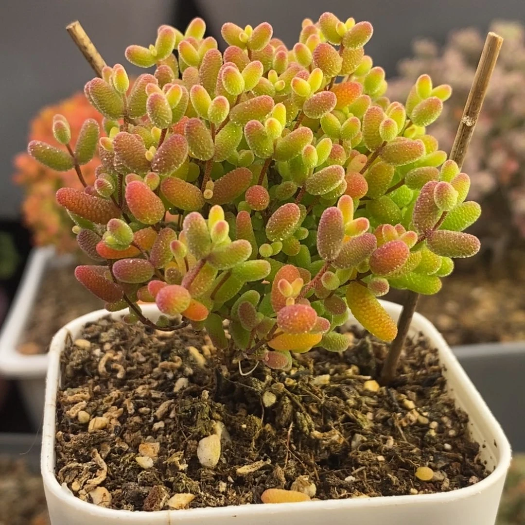 完全开放41号蜜橘糖球（6.5cm）