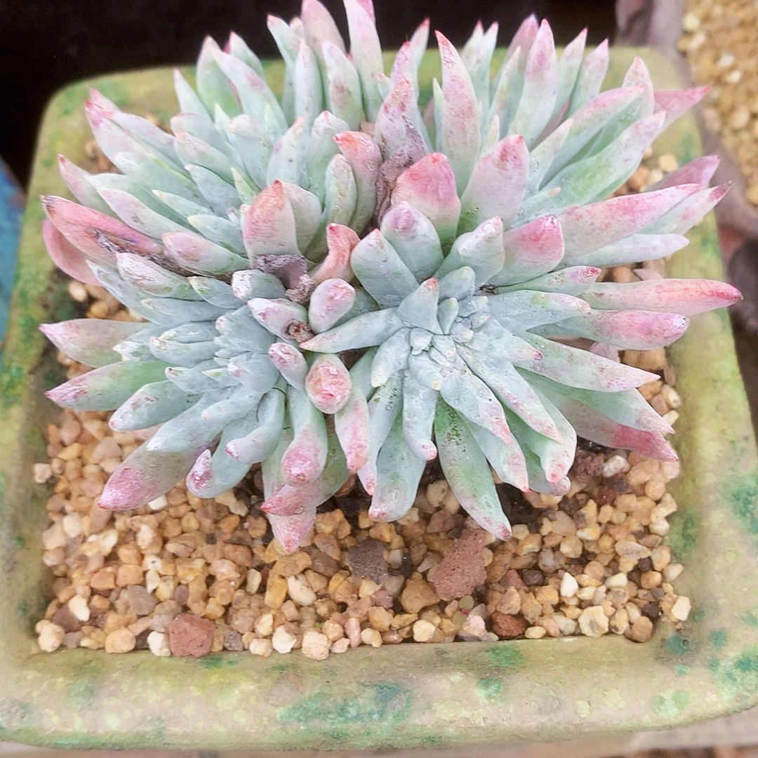 2373海瑟白菊仙女杯