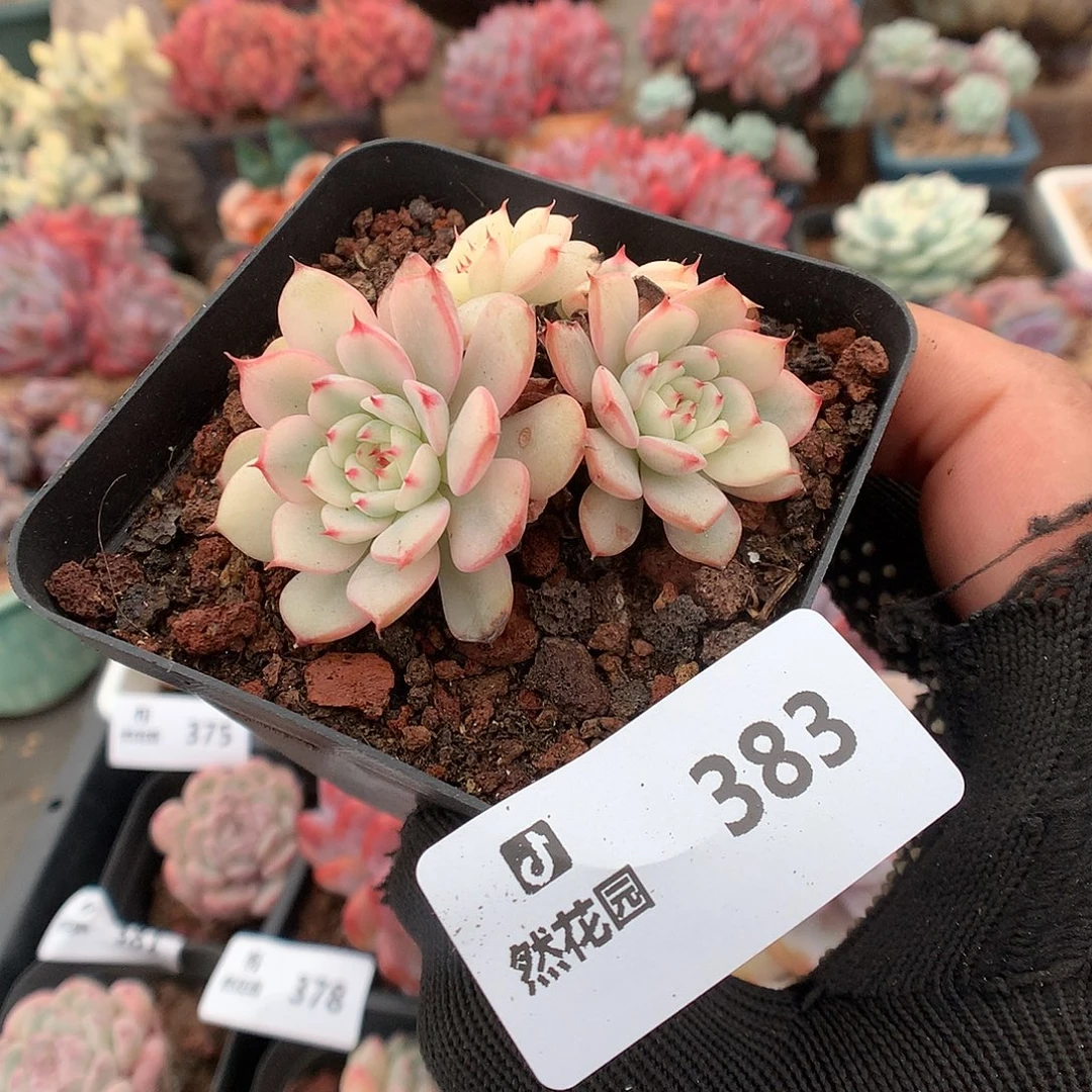 383姬莲锦多肉植物66666