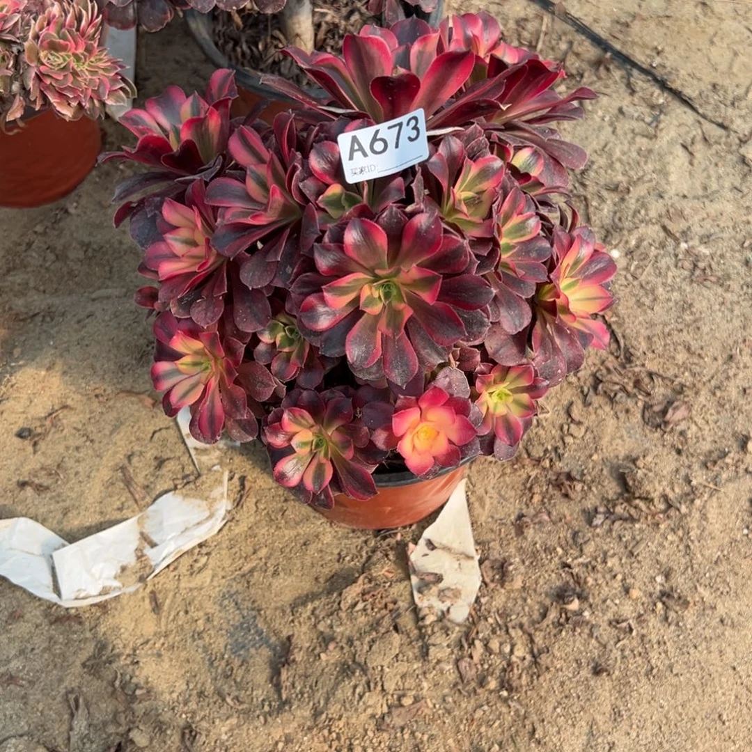 673美杜莎多肉植物法师