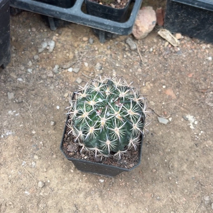 爆***巫吉祥如意等名家的书法