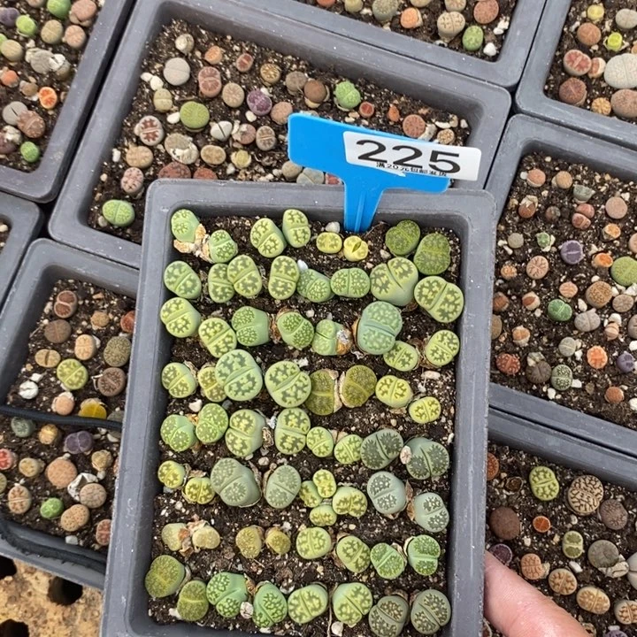 h*生石花小苗225