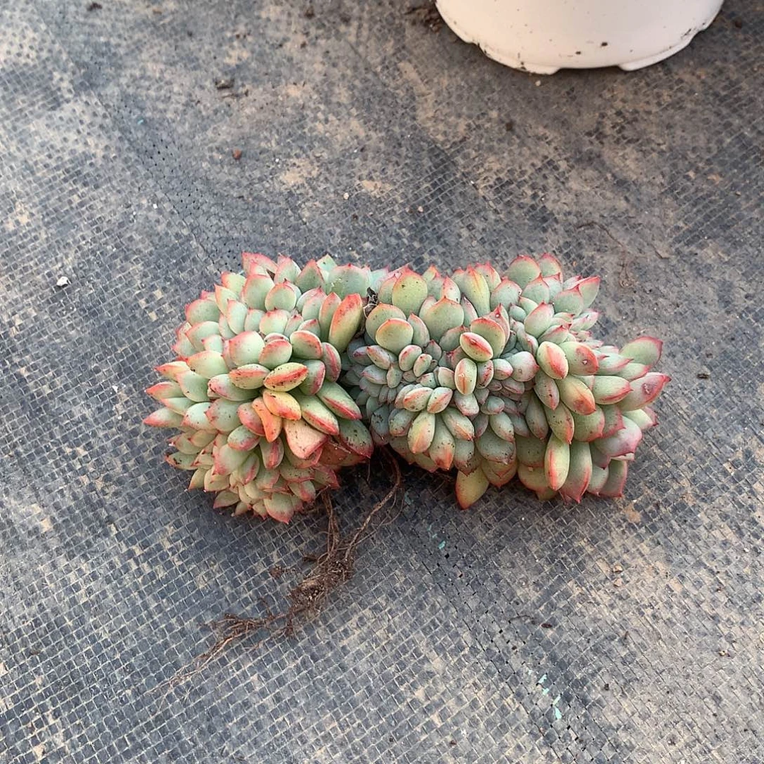 泡芙杂缀化一物一拍456778