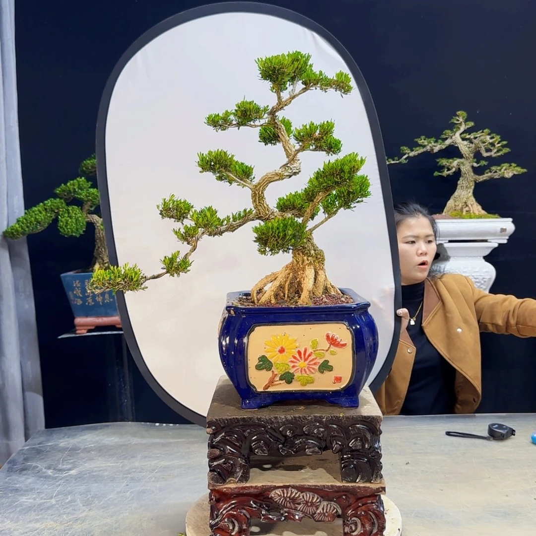 高端盆景黄杨盆景