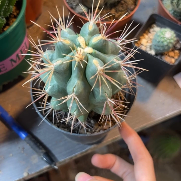 微***笑吉祥如意等名家的书法