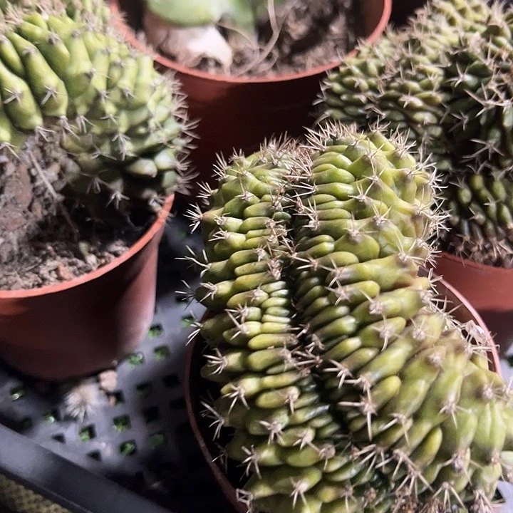 锦晃星缀化满25包邮