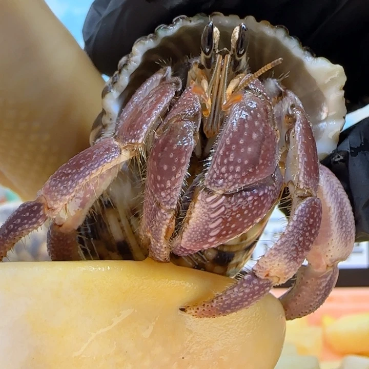 A10紫红 灰白2.1cm口径