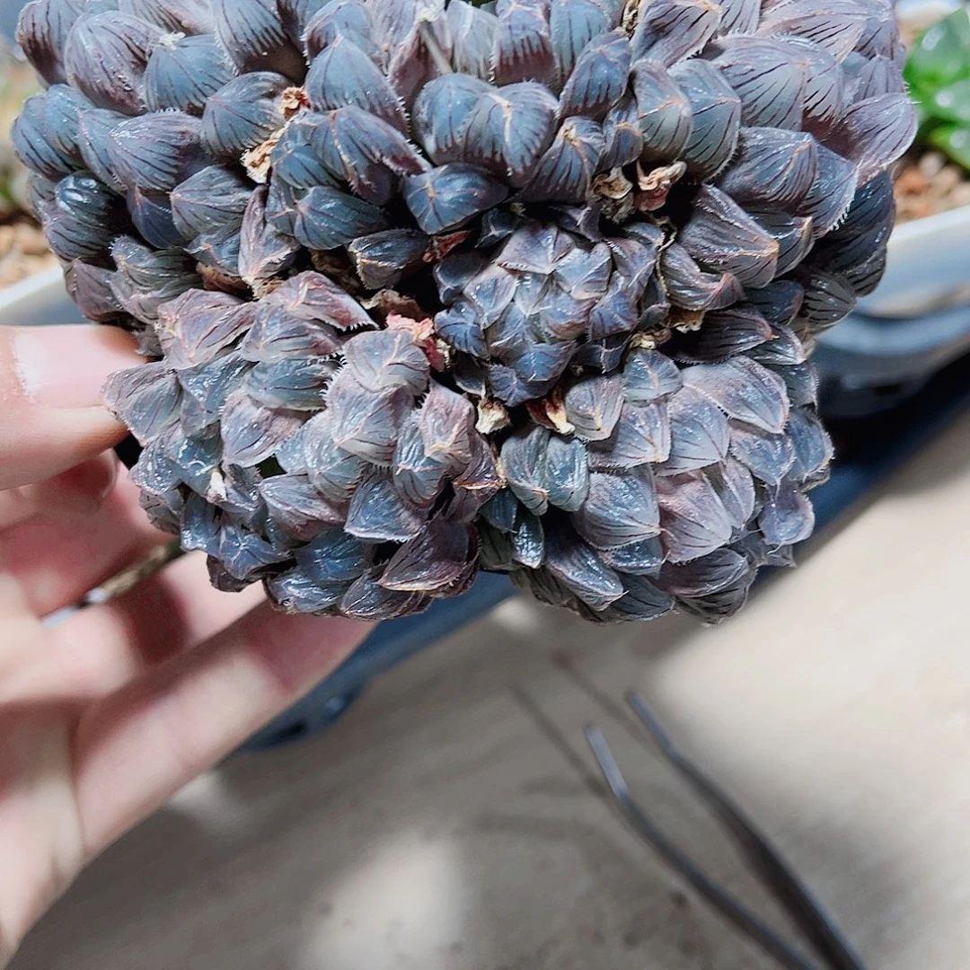 蓝镜雨露群生新手好养