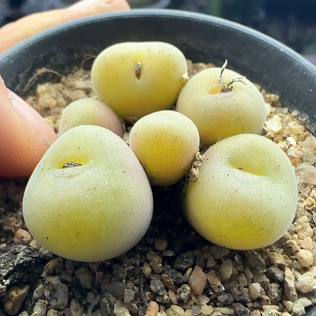 Y*28包邮脱土发货27696