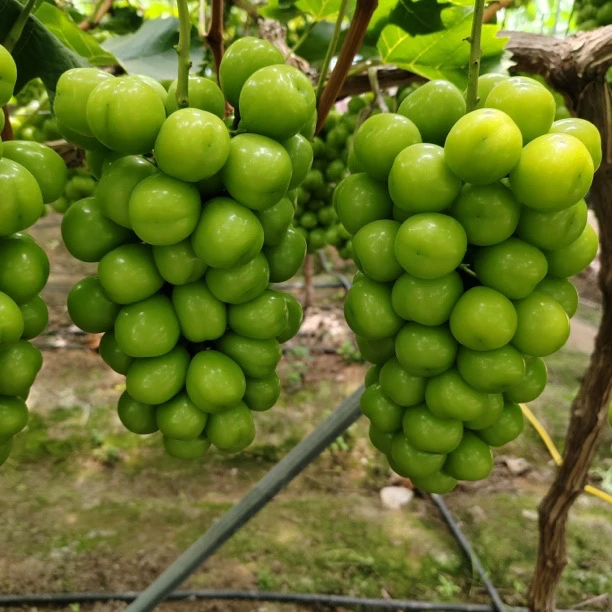 京东发货新鲜阳光玫瑰葡萄脆甜无籽应季水果