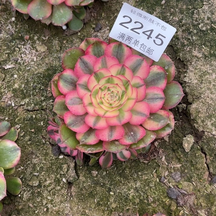 2245荔枝的的人多肉的