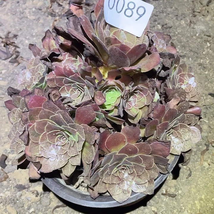 多肉植物法师89花月夜