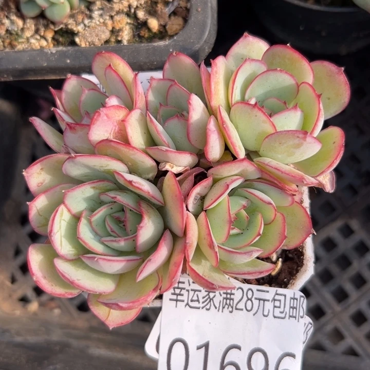 幸运的是我还没幸运