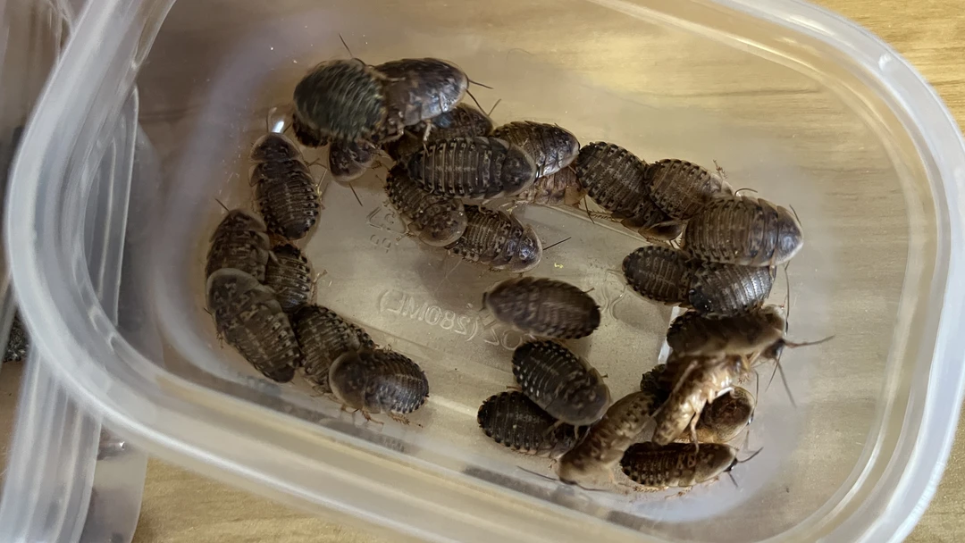 50只 蜜袋鼯爱吃杜比亚