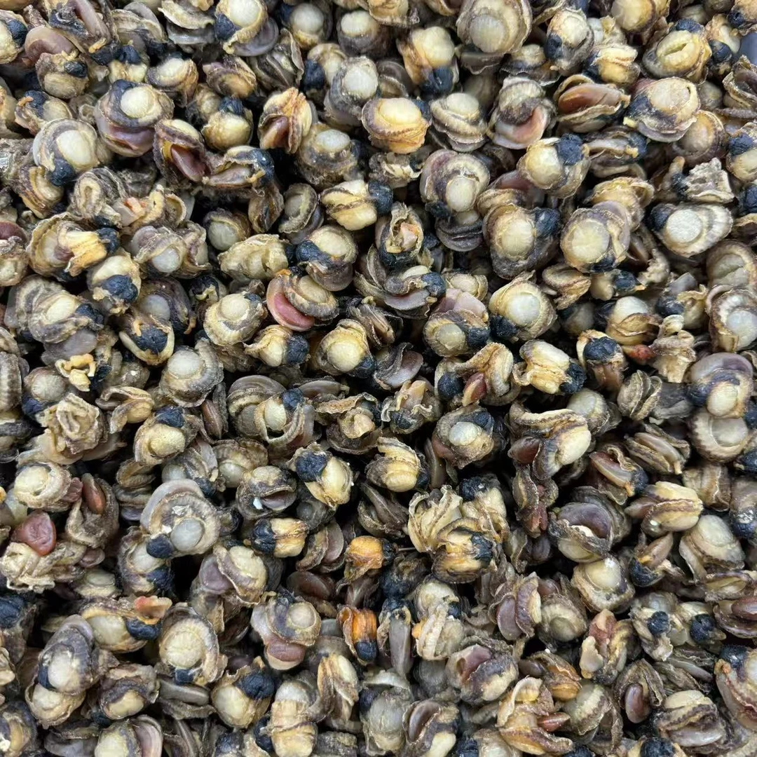【顺德拉叔臻品】精选全贝肉  500g