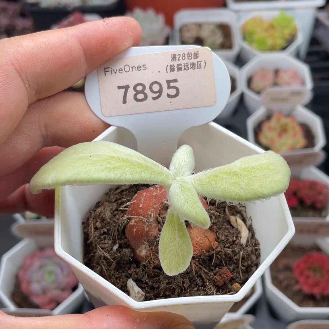 断崖女王7895-3厘米