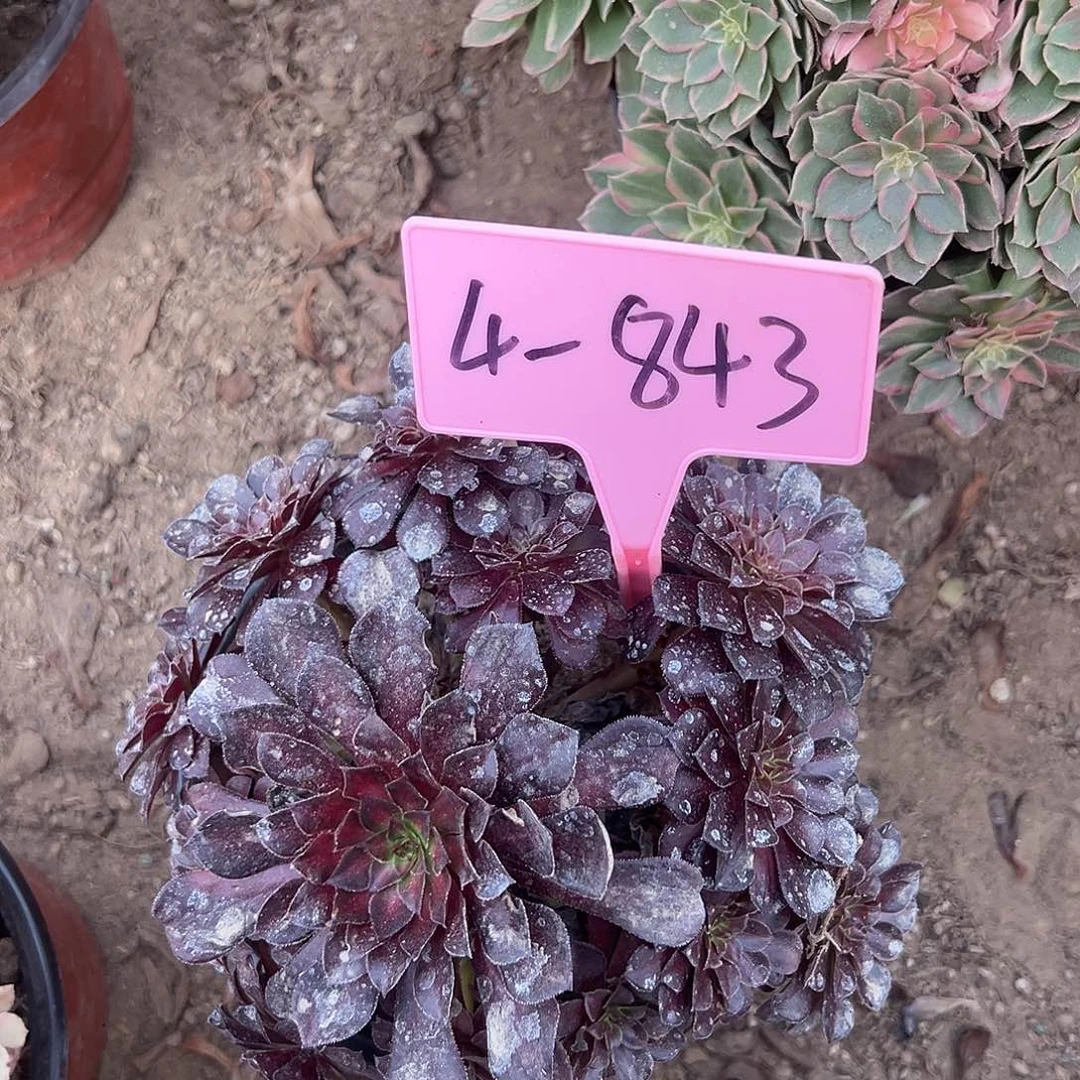 4-843黑桐中斑多肉