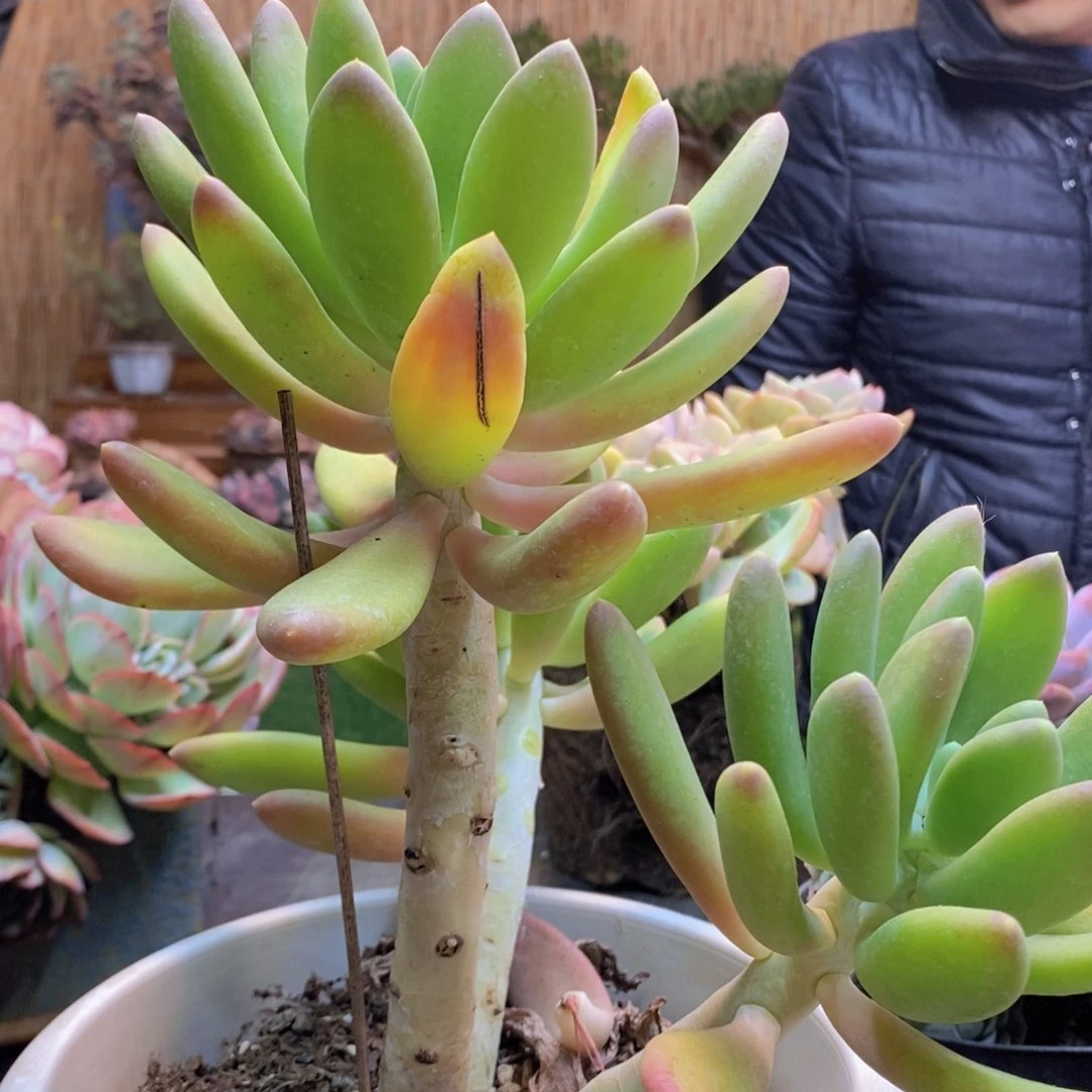 这****.102金蝉多肉植物