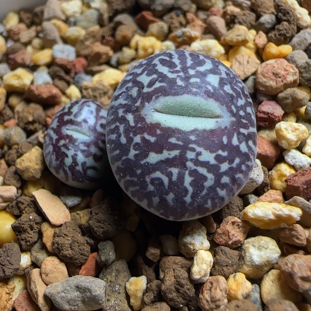 多肉植物MSG3170超墨39号