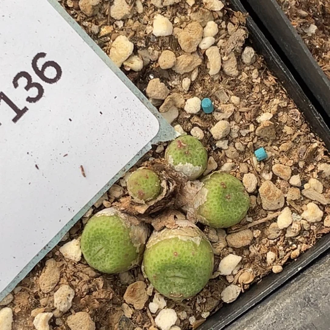 甜**昔11-136肉锥多肉植物