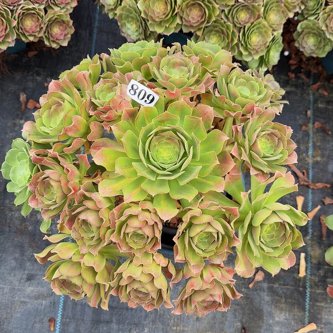 0000809女巫中班多肉植物