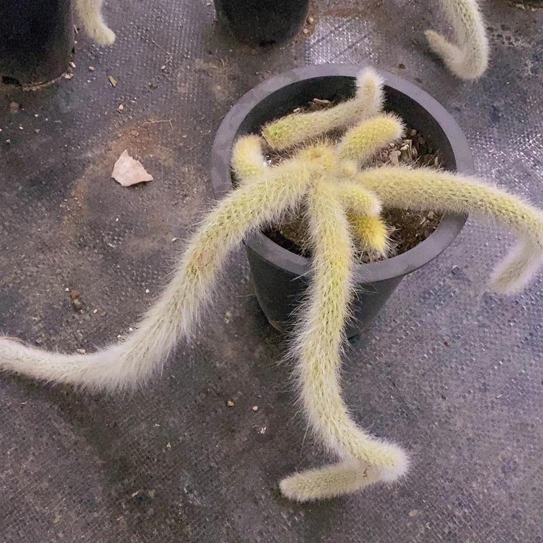 九尾狐三头起发老桩