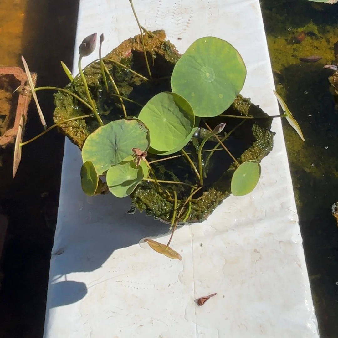 中***妞当前无花朵，栽培后可花朵白色粉尖成品049